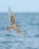 Glaucous Gull (second-winter) in flight, Grundarfjörður, Iceland
