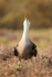 Waved Albatross sky-pointing, Espanola, Galapagos