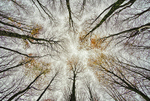 Lost into the Forest portfolio