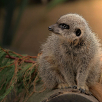 Male Meerkat