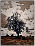 Solitude