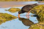 Sooty Oyster Catcher 11