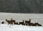 Red Deer _ AGTO133