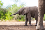 Elephant Baby 29