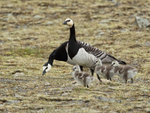 Barnacle Goose family, Jokulsarlon, Iceland