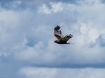 Marsh Harrier