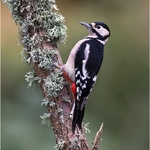 07_CE275_Woodpecker Score 261