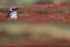 Magellanic Penguin standing outside burrow, Sea Lion Island, Falklands