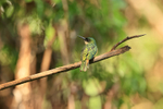 Rufous-tailed Jacamar portfolio