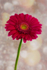 Single Hot Pink Gerbera - DSC_1718