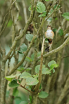 Scintillant Hummingbir...