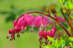 Bleeding Hearts