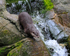 Asian Short-clawed Otter by a waterfall