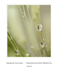 Dandelion Seed Droplets
