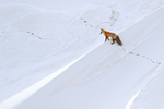 Red Fox looks down slope, Hayden Valley, Yellowstone National Park