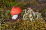 Rusulla syvestris
