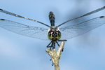 Black Darter Obelisk