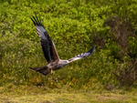 Red Kite
