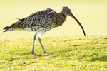 Curlew portfolio