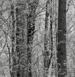 Backus Spring--Monochrome