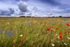 Cornflowers