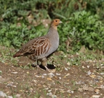 Grey Partridge