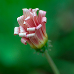 African Daisy
