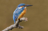 Male Kingfisher