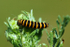 Cinnabar caterpillar