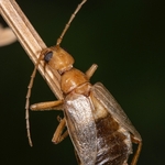 long-horned beetle (Vesperus luridus)