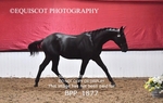 BPP_1877