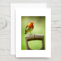 Robin