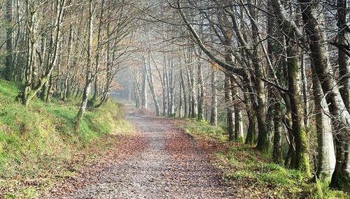 woodland road