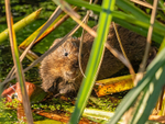 Water Vole