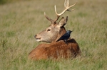 Red Deer