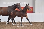 BPP_2221