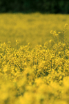 Rapeseed Field _ FL052