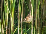 Sedge Warbler