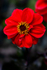 Red Dahlia - DSC_7601