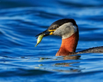Red-necked Grebe portfolio