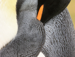 Close view, King Penguin feathers, Saunders Island, Falklands