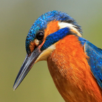 Kingfisher (male) close-up in bright sunshine, Scotland