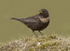 Female Ring Ouzel