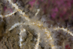 Callistephanus pallida