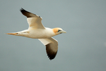 Gannet