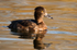 Tufted Duck