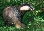 Badger portfolio