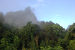 Lush tropical rainforest.