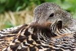 SBD008: Eider duck