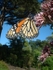 Monarch butterfly, Golden Gate Park, San Francisco